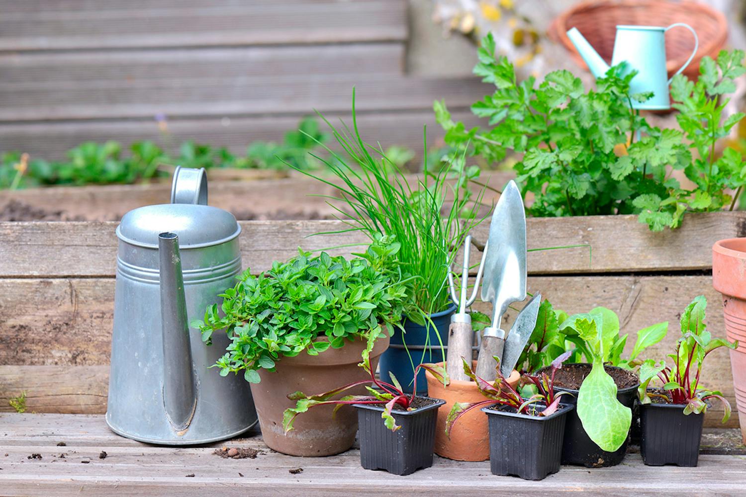 Krydderurter i krukker og potter Krydderurter i krukker og potter